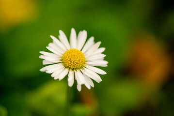 Fototapeta premium Natural plant background, Flowers, Plant, Amazing Colors,