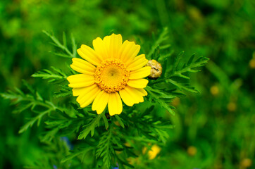 Natural plant background, Flowers, Plant, Amazing Colors,