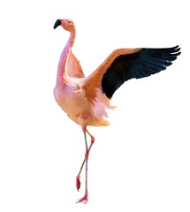 fine dark pink flamingo with spread wings