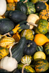 Pumpkins of various shapes and colors, from yellow to green. Autumn harvest
