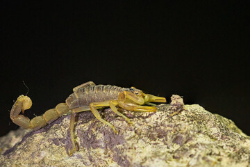 Buthus montanus. Scorpion isolated on a natural background