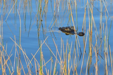 An Alligator in the Everglades in Florida 