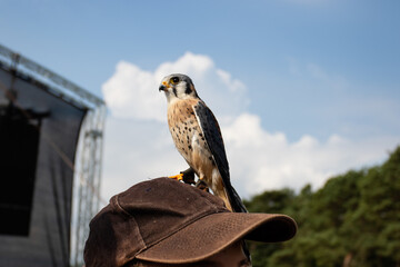 Malagasy Kestrel. A small bird with light plumage, on which distinct spots are scattered. 