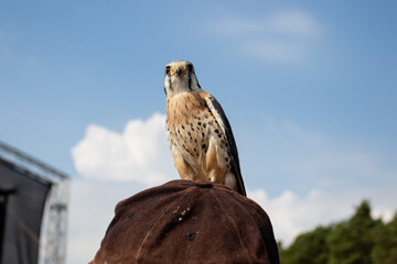 Malagasy Kestrel. A small bird with light plumage, on which distinct spots are scattered. 