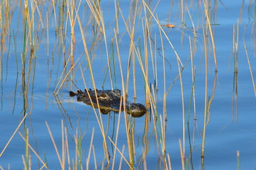 A little Alligator in the Everglades in Florida 