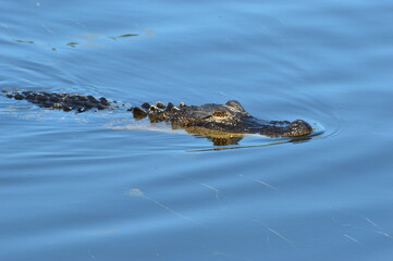 Portrait of a little Alligator 