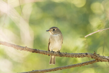 横を見つめるコサメビタキ