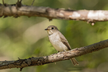 Obraz premium コサメビタキと太い枝