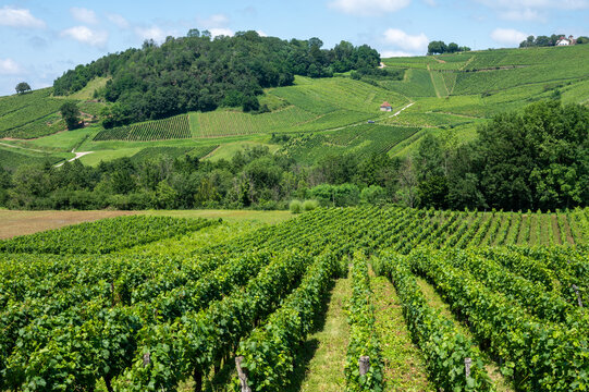 Panoramic view on green hilly vineyards near wine village Chateau-Chalon in Jura, France