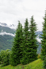 Panoramic view on green Alpine spruce and pine tree forests and meadows near Saint-Gervais-les-Bains, Savoy. France