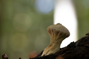 Puffball Lycoperdon perlatum growing on soil or in the moss