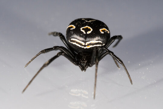Latrodectus tredecimguttatus. Araneidae. Spider isolated on a white background.