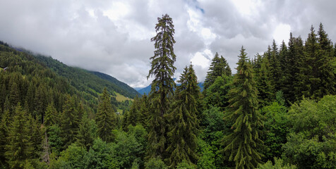 Panoramic view on green Alpine spruce and pine tree forests and meadows near...