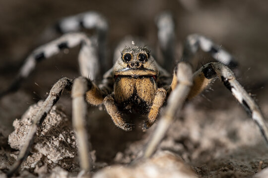 Lycosa fasciiventris. Lycosidae family. Spider isolated on a natural background.