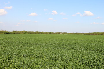 Agricultural field with stalks of young wheat