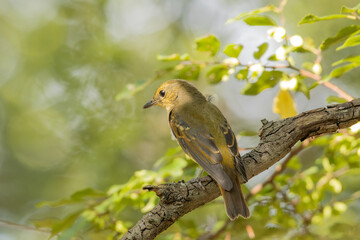 下を見るキビタキ