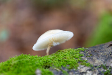 Porcelain fungus Oudemansiella mucida growing on decaying wood