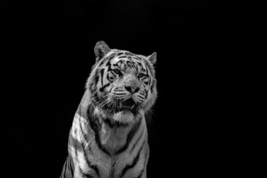 White tiger with open mouth on a black background. The symbol of 2022. High quality photo