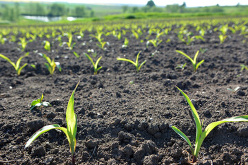 Sprouts of young corn sprouted on the farm field