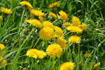 Dandelion (Taraxacum officinale) grows in nature in spring