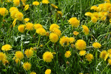 Dandelion (Taraxacum officinale) grows in nature in spring