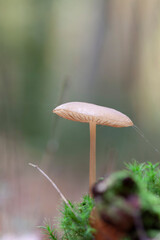 Rooting shank fungus Oudemansiella radicata growing on the soil