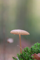 Rooting shank fungus Oudemansiella radicata growing on the soil