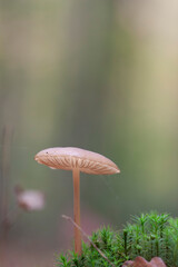 Rooting shank fungus Oudemansiella radicata growing on the soil