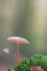 Rooting shank fungus Oudemansiella radicata growing on the soil
