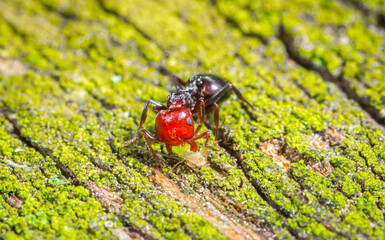The ant in the forest on a board covered with green moss found and caught a aphid, a predator hunter and prey, a beautiful bright color with a copy space