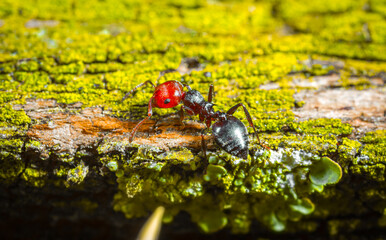 The ant in the forest on a board covered with green moss found and caught a aphid, a predator...