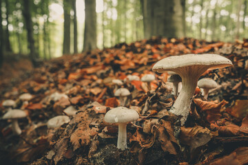 Close-Up Surface Level Of Mushrooms 