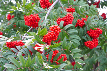 Red Berries of a Mountain Ash