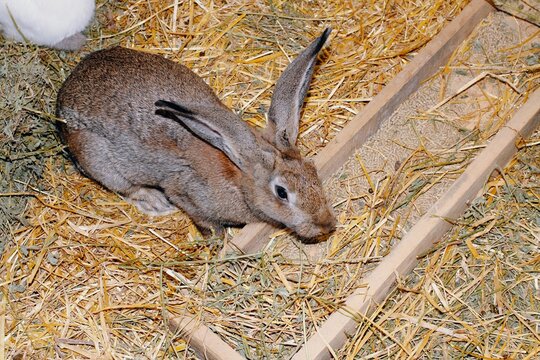 Shot of a domestic rabbit in a farm