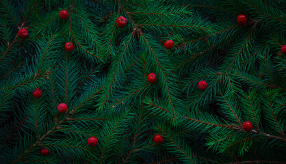 Christmas tree branches. Green natural background. Christmas background.