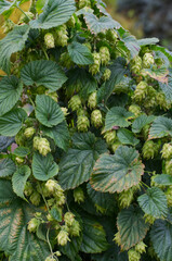 Green Hops in a Garden