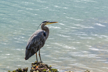 Great Blue Heron