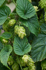 Green Hops in a Garden