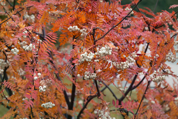 A closeup shot of white ash berries and orange leaves by autumn day