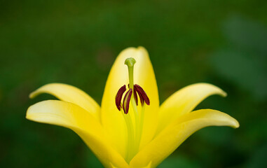 yellow macro lily on green nature backgrounds