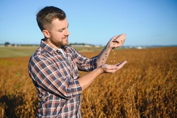 Handful of Soy beans in farmer hands on field background evening sunset time. Copy space for text