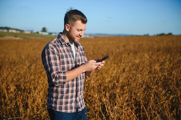 Agronomist inspects soybean crop in agricultural field - Agro concept - farmer in soybean plantation on farm.