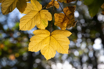 Close-up of yellow leaves in a forest in autumn
