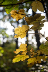 Close-up of yellow leaves in a forest in autumn
