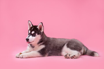 Pets theme studio shot. A teenager female dog of the Siberian Husky breed on a pink background. Funny black and white dog less than one year old on a colored background. Cute funny animals babies