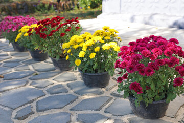 Multicolored Chrysanthemums in flower pots near a rural house. Landscaping. Selective focus.