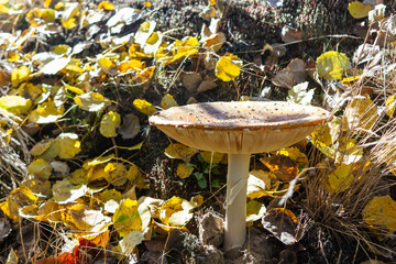 Picture of big mushroom amanita muscaria