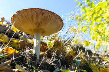 Picture of big mushroom amanita muscaria