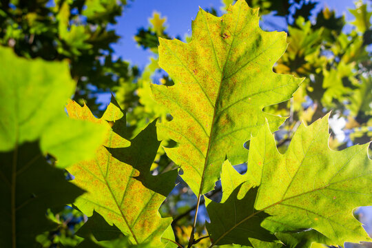 Close-up picture of green autumn oak leaves