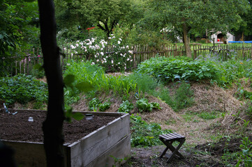 Fototapeta ogród warzywny obraz